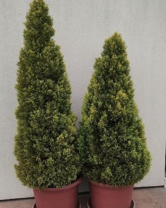 2 piante da giardino Thuja occidentalis
