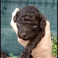 Cucciolo barboncino toy m e f cioccolato e nero