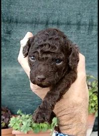 Cucciolo barboncino toy m e f cioccolato e nero