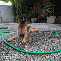 Cucciola di pastore tedesco