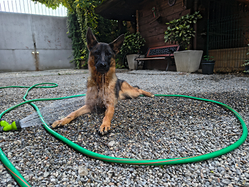 Cucciola di pastore tedesco
