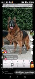 Pastore tedesco