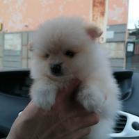 Pomerania volpino spitz