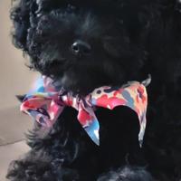 Cucciola di barbone nano