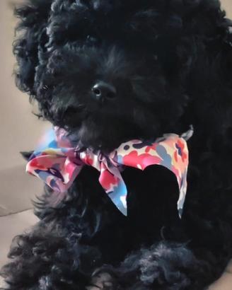 Cucciola di barbone nano