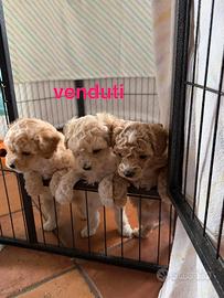 Cuccioli Maltipoo Toy