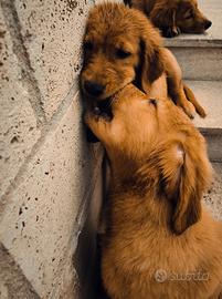 Golden retriever Americani