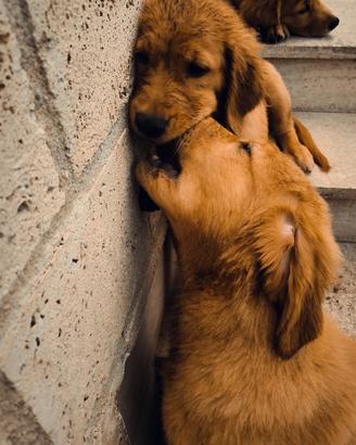 Golden retriever Americani
