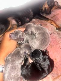 Cuccioli di Pinscher Toy