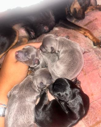 Cuccioli di Pinscher Toy