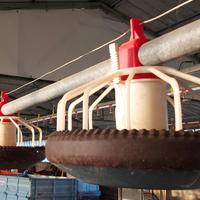 Mangiatoie per polli