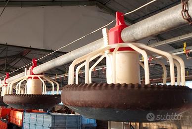 Mangiatoie per polli