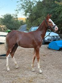 Puledra