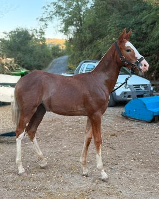 Puledra