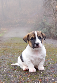 Jack Russell