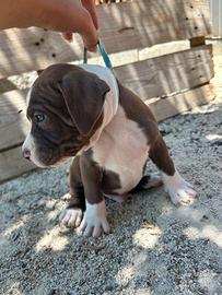 Cuccioli di pitbul