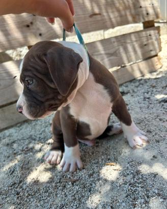 Cuccioli di pitbul