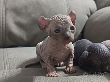 Gatto sphinx pronti a fine luglio