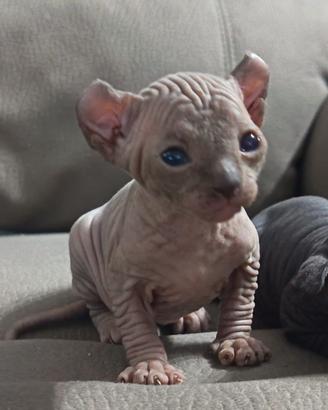Gatto sphinx pronti a fine luglio