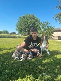 Beagle