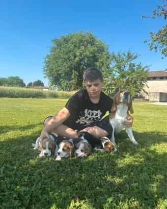 Beagle