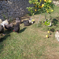 Galli e galline BRAHMA