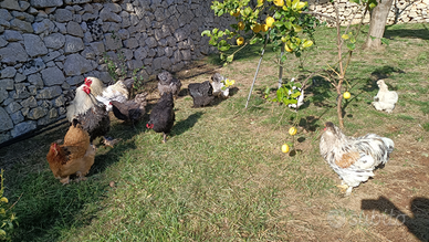 Galli e galline BRAHMA