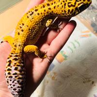 Gechi leopardini adulti