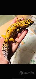 Gechi leopardini adulti