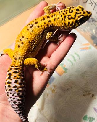Gechi leopardini adulti