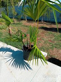 palma livingstonia 