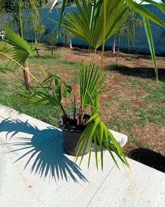 palma livingstonia 