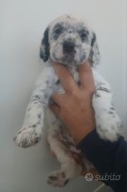 Cucciolotto setter inglese maschio