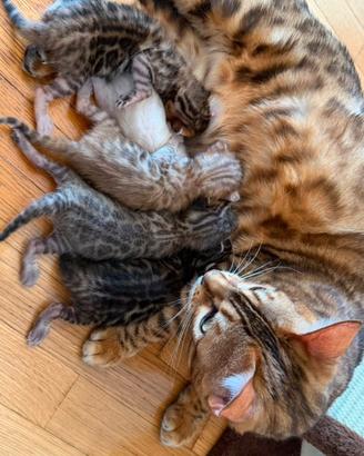 Cuccioli bengala