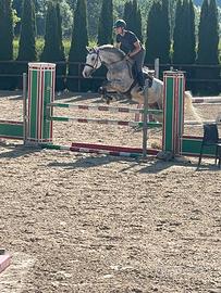 Cavallo da salto ad ostacoli sella italiano