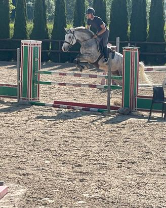 Cavallo da salto ad ostacoli sella italiano