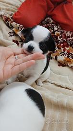 Chihuahua vendita