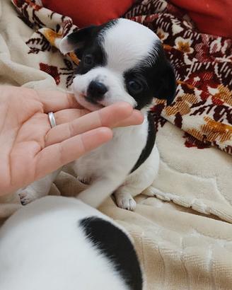 Chihuahua vendita