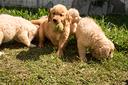 golden-retriever-cuccioli