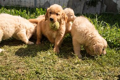 Golden retriever cuccioli