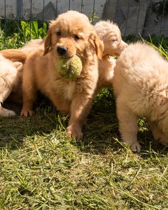 Golden retriever cuccioli
