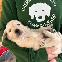 Golden Retriever cuccioli