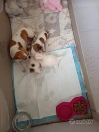 Cuccioli chihuahua una femmina due maschi