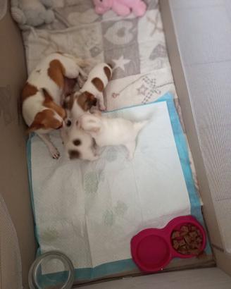 Cuccioli chihuahua una femmina due maschi
