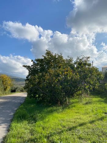 Terreno agricolo adibito a frutteto