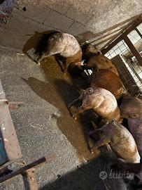 Suinetti duroc