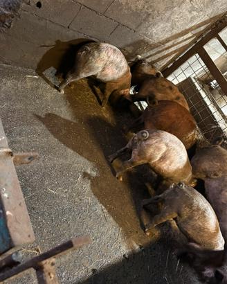 Suinetti duroc