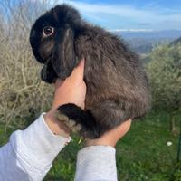Coniglio minilop