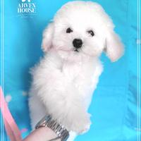 Barboncino Bianco Nano Toy e mini