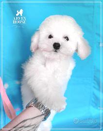 Barboncino Bianco Nano Toy e mini